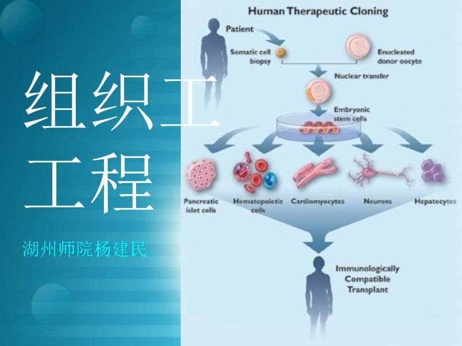 组织工程_第1页