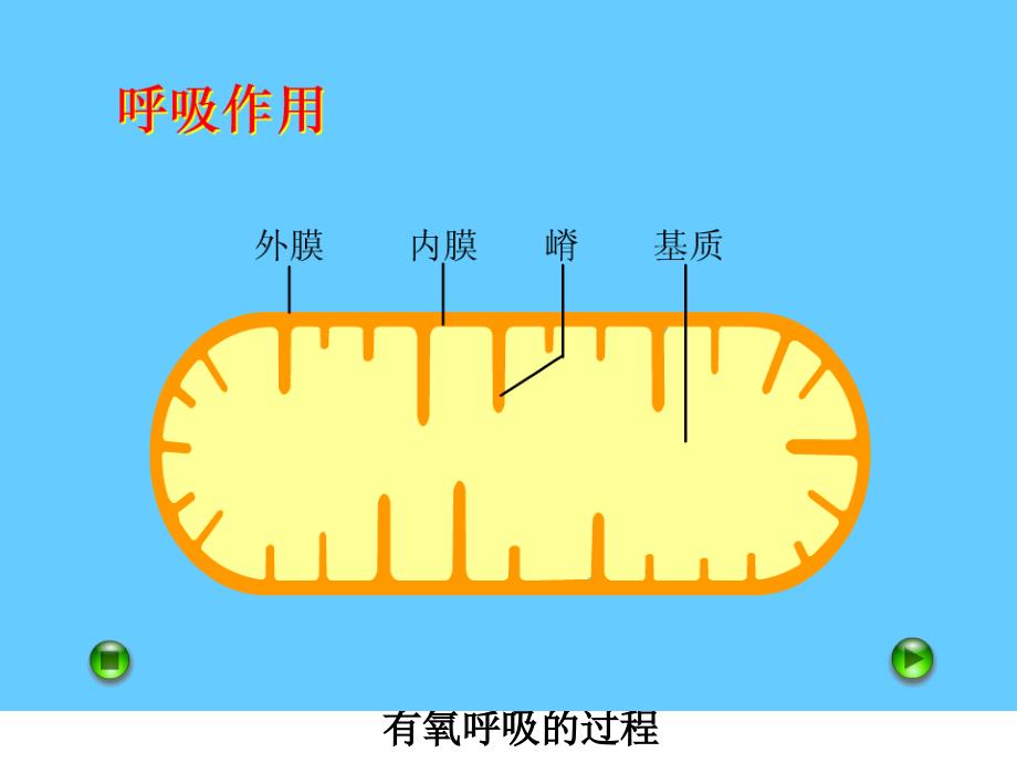 有氧呼吸过程演示集锦_第1页