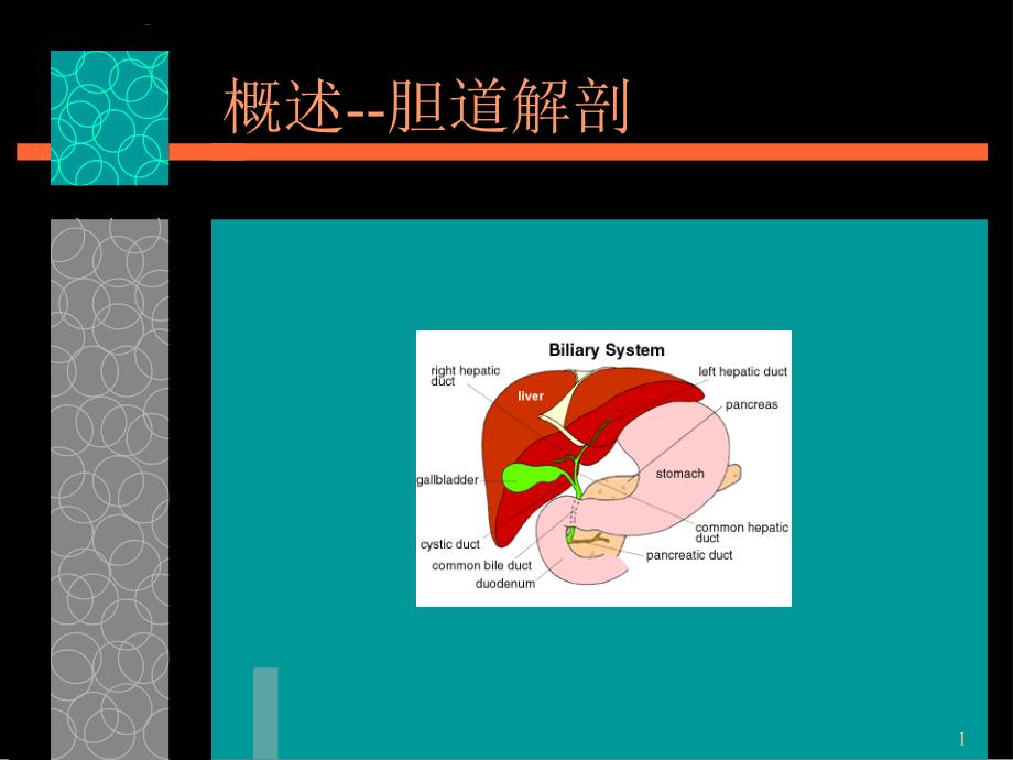 胆道解剖概述课件_第1页