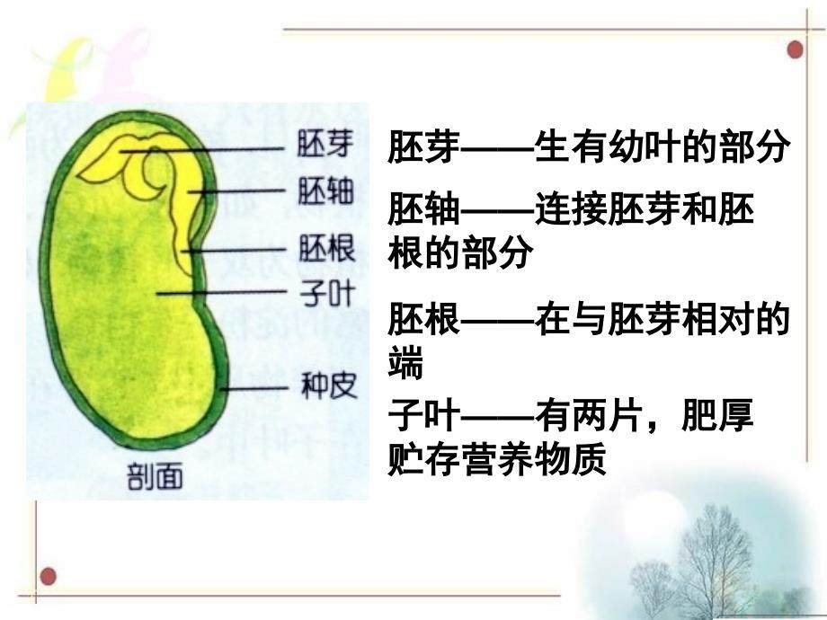 菜豆种子和玉米种子的基本结构_第1页