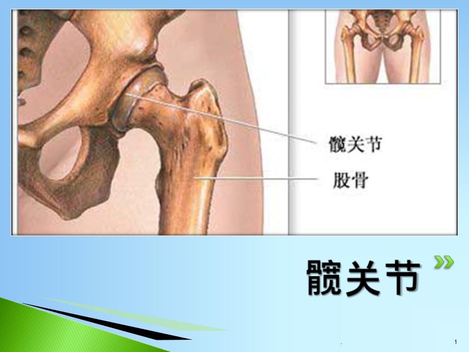 髋关节的解剖课件_第1页