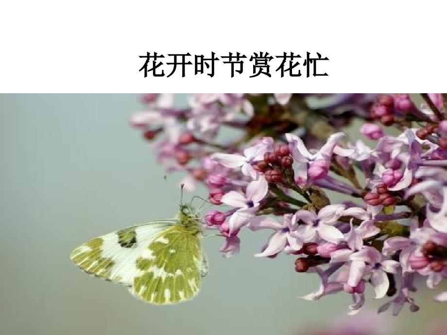 花开时节赏花忙(一年级下地方)_第1页