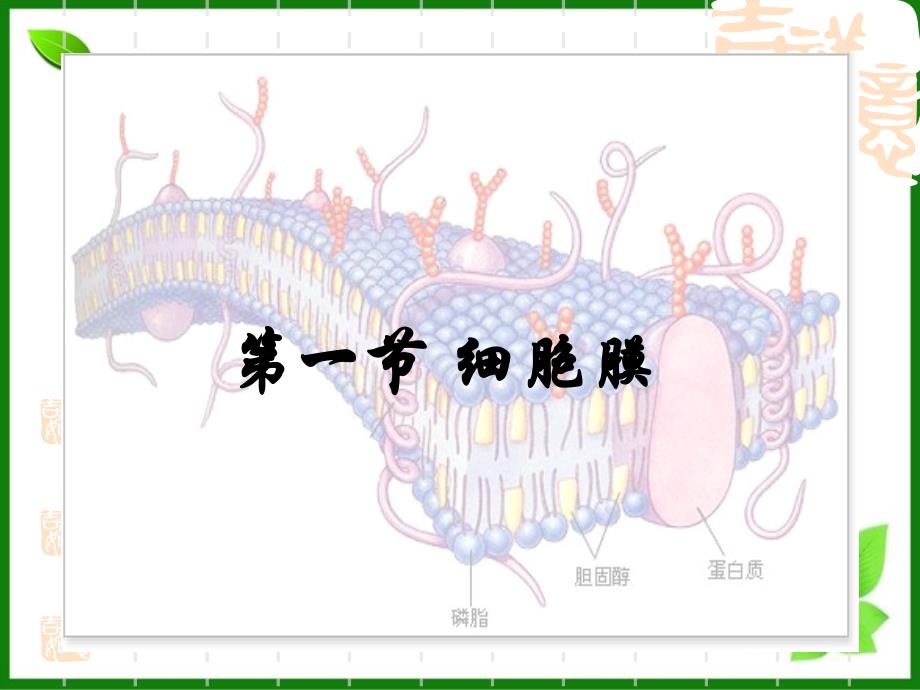 细胞膜课件-沪科版_第1页