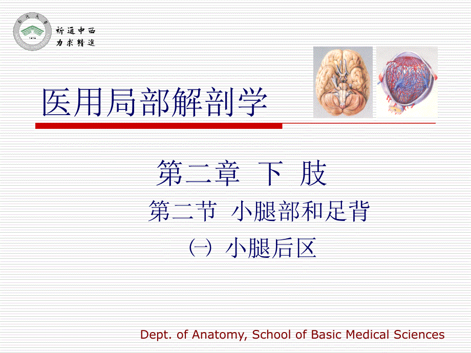 医用局部解剖学-小腿后区_第1页