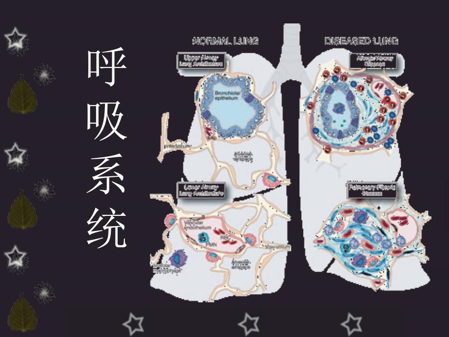 呼吸系统概述与症状_第1页