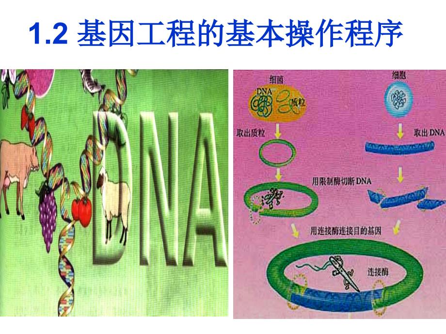 基因工程的基本操作程序-优质课_第1页