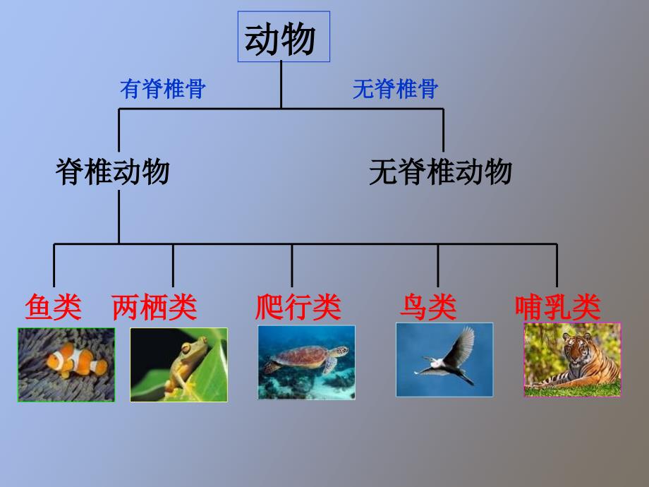 常见的动物第一课时_第1页