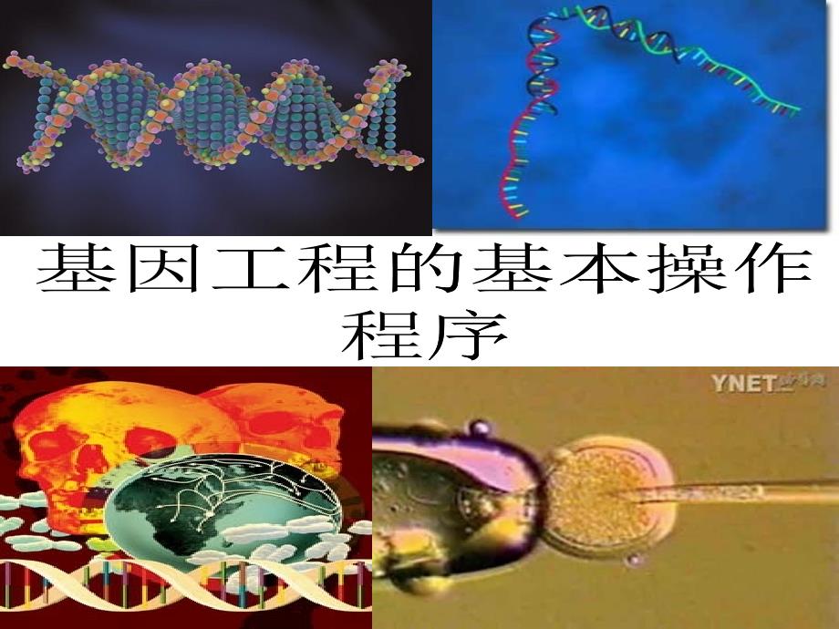 (自创)基因工程的基本操作程序_第1页