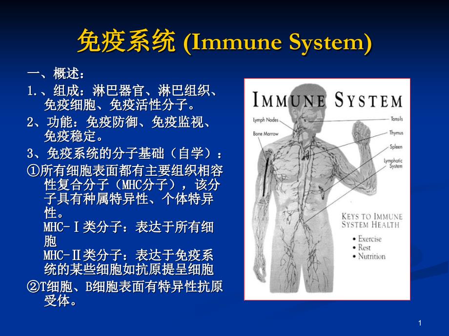 组织学与胚胎学免疫_第1页