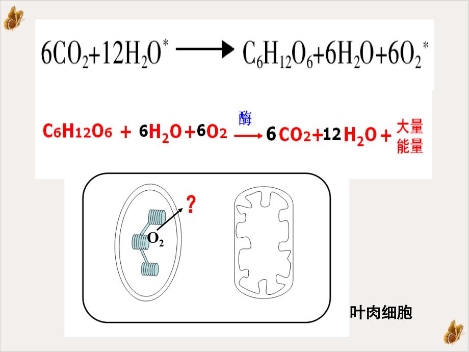 光合作用(三)光合作用和呼吸作用综合问题(汉水丑生一轮复习)ppt教材课件_第1页