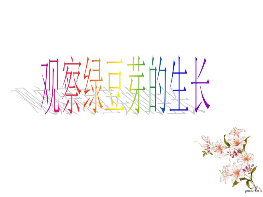 观察绿豆芽的生长_第1页