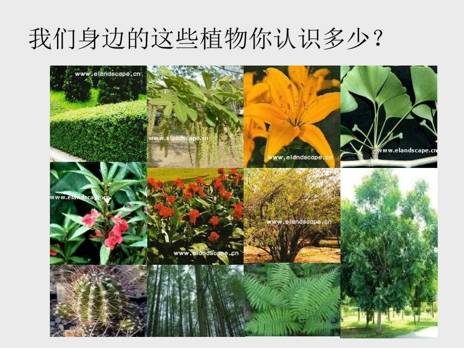 四、 观赏植物(精品)_第1页