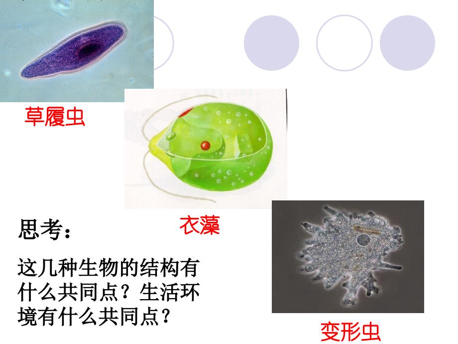 动物稳态的维持及其意义_第1页