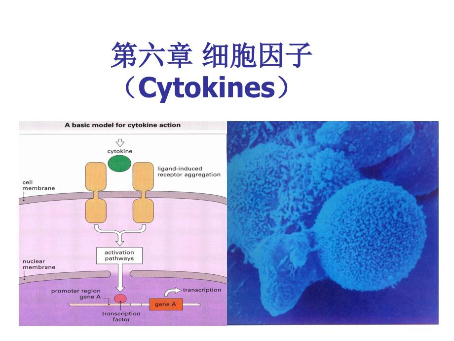 微免细胞因子1h微生物与免疫学_第1页