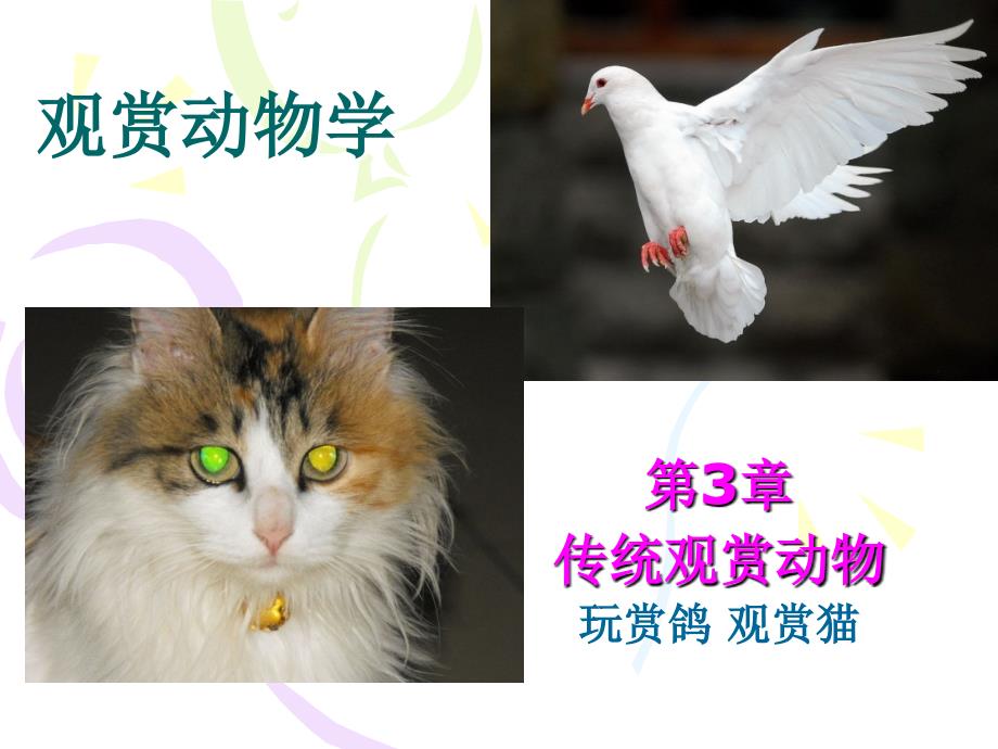 观赏动物学玩赏鸽观赏猫_第1页