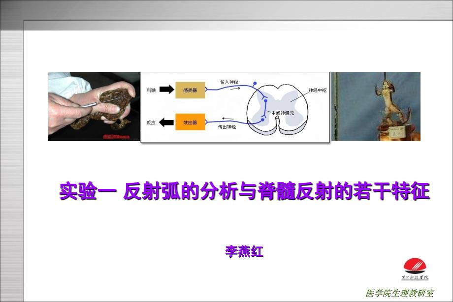 脊髓反射的若干特征與反射弧的分析_第1頁(yè)