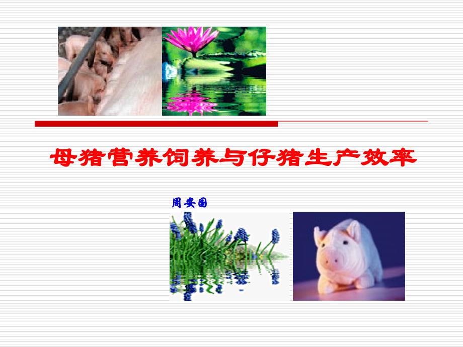 母豬營(yíng)養(yǎng)飼養(yǎng)與仔豬生產(chǎn)效率_第1頁(yè)