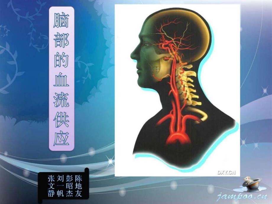 脑部的血管供应_第1页