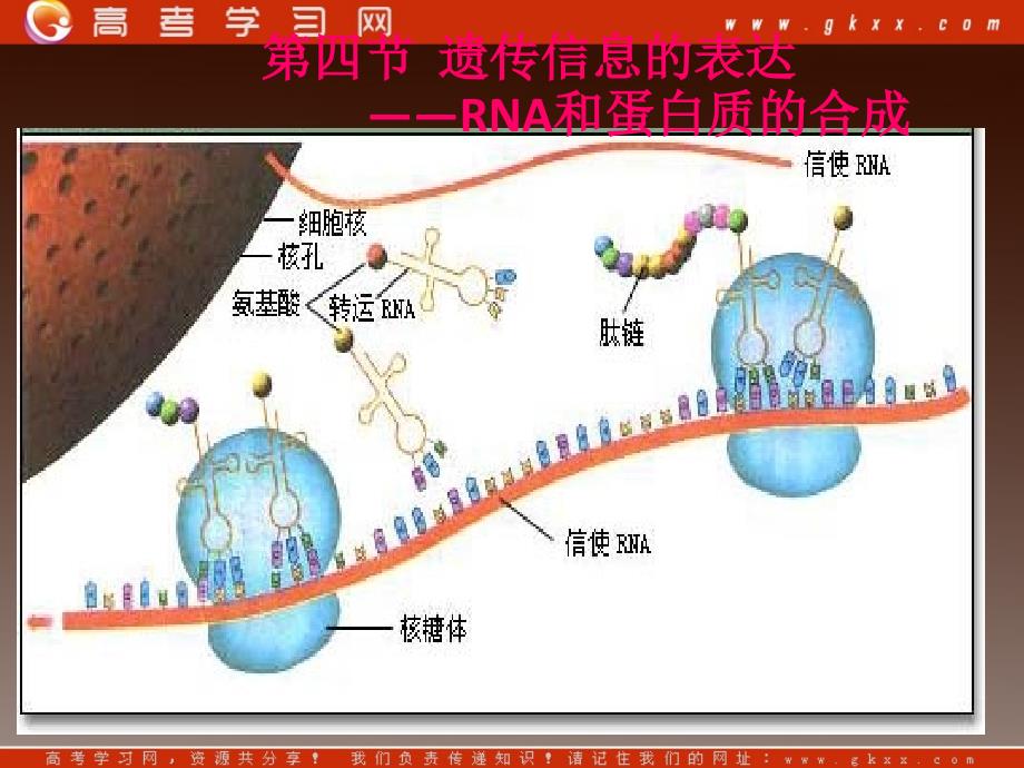 高一生物：第三章《第四节 遗传信息的表达RNA和蛋白质的合成》课件26（浙教版必修2）_第1页