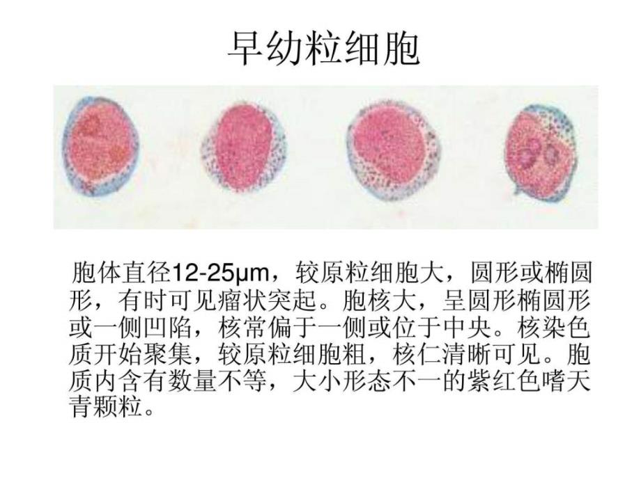 骨髓片教學(xué)講解課件_第1頁