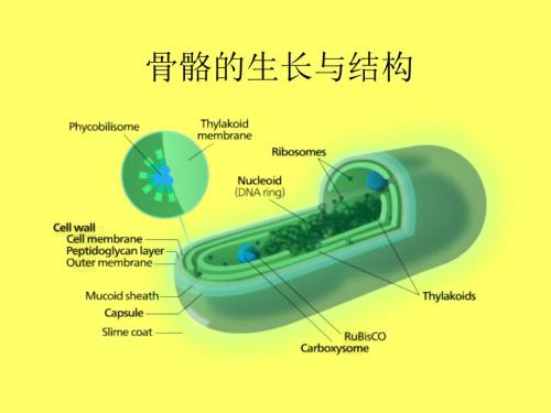 骨骼的生長與結(jié)構(gòu)