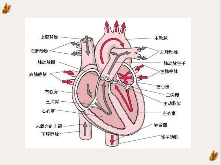 瓣膜手术的体外循环课件_第1页