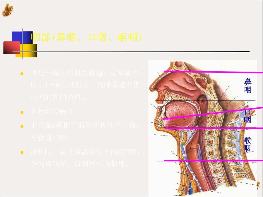 鼻咽部的CT解剖ppt教材课件_第1页