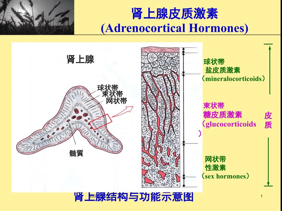 肾上腺皮质激素复习课件_第1页