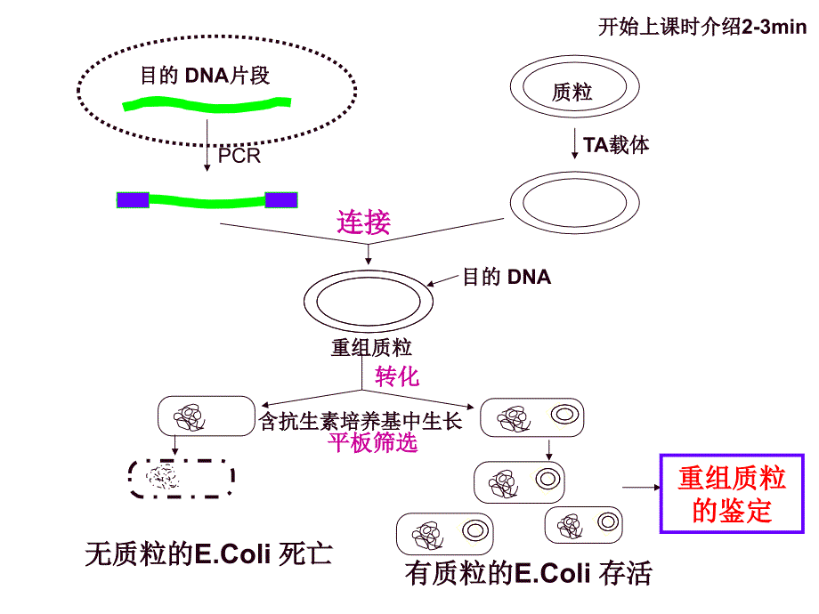 分生实验4：质粒的提取和电泳_第1页