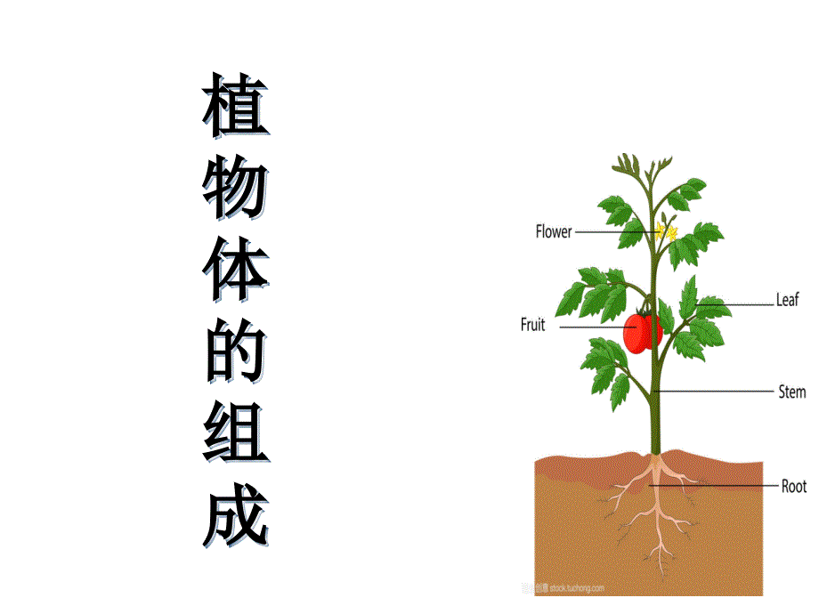 第1节植物体的组成 (2)_第1页