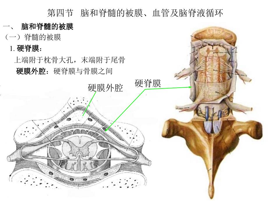 四节脑和脊髓的被膜血管及脑脊液循环_第1页