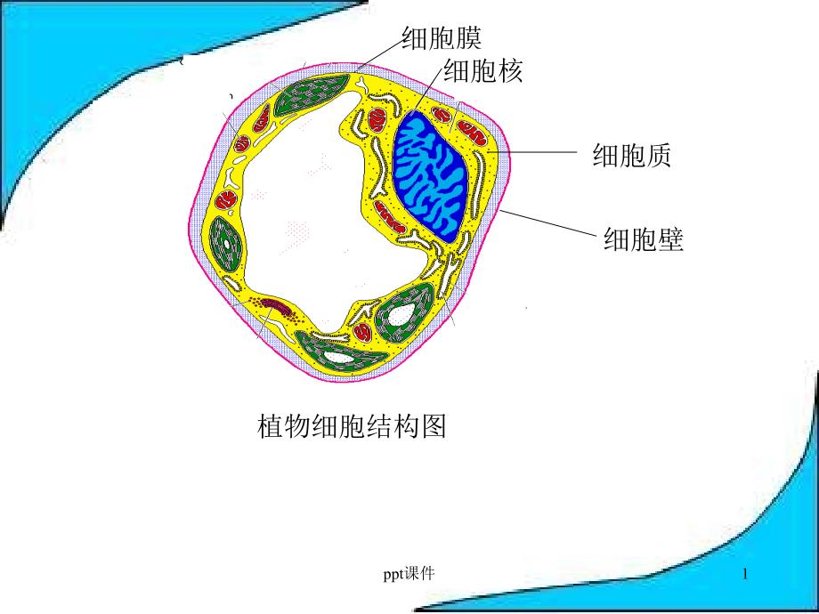 植物细胞结构图--课件_第1页