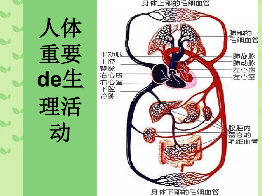 体重要的生理活_第1页