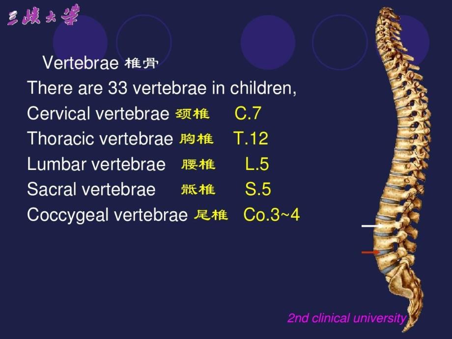 颈椎影像解剖学课件_第1页