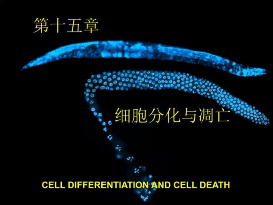 细胞分化与凋亡课件_第1页