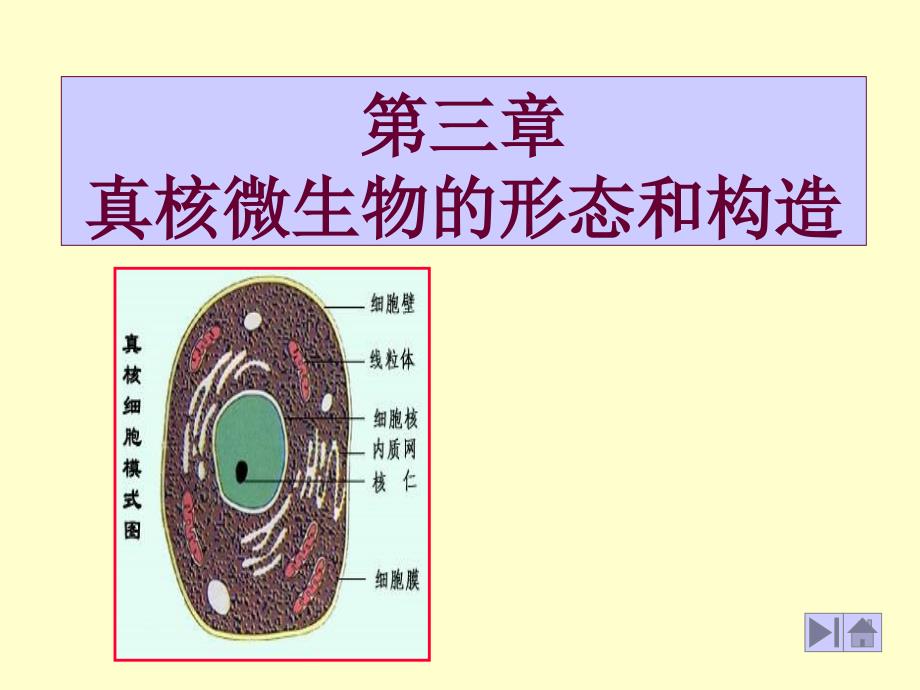 基础微生物学课件1酵母菌_第1页