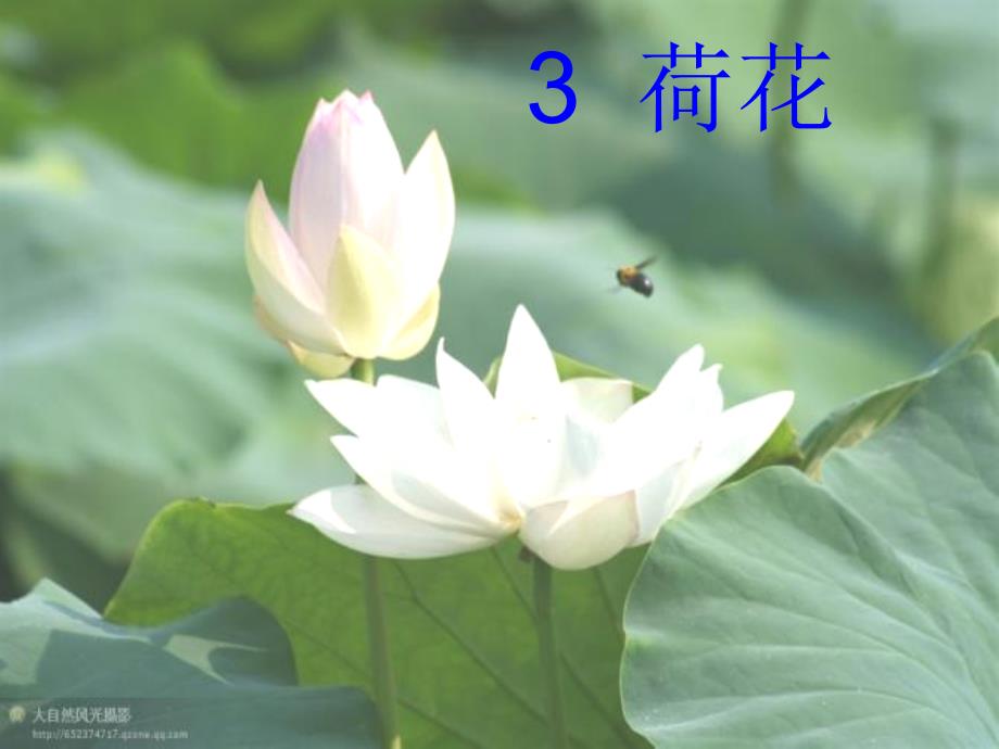 3《荷花》课件_第1页