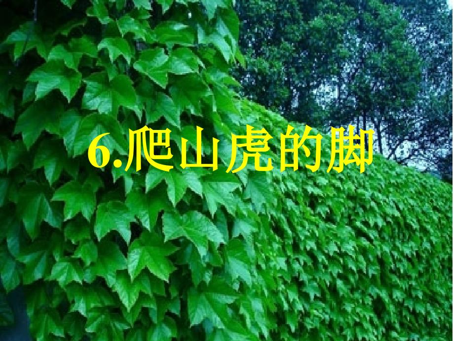 教学课件爬山虎的脚_第1页