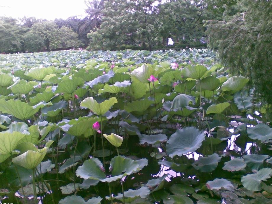 中班美術(shù)荷花_第1頁(yè)