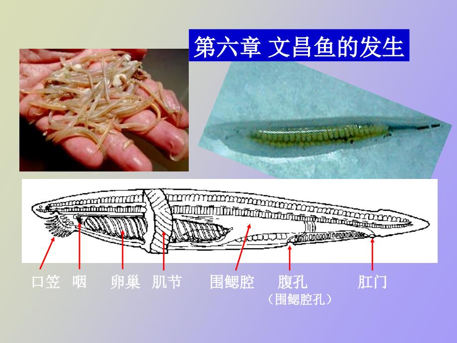 文昌鱼的发生_第1页