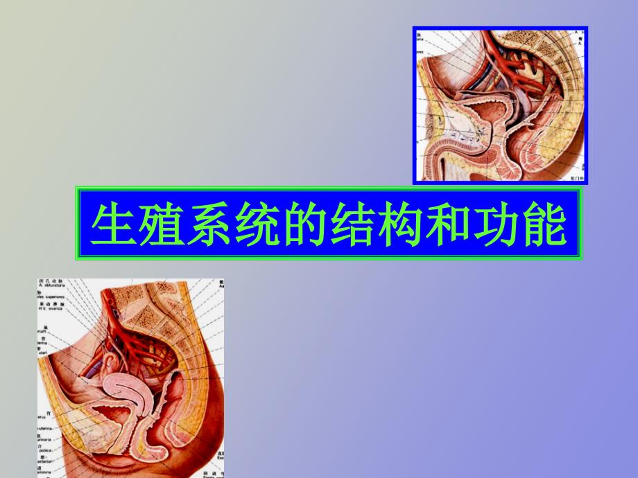 生殖系统的结构和功能_第1页