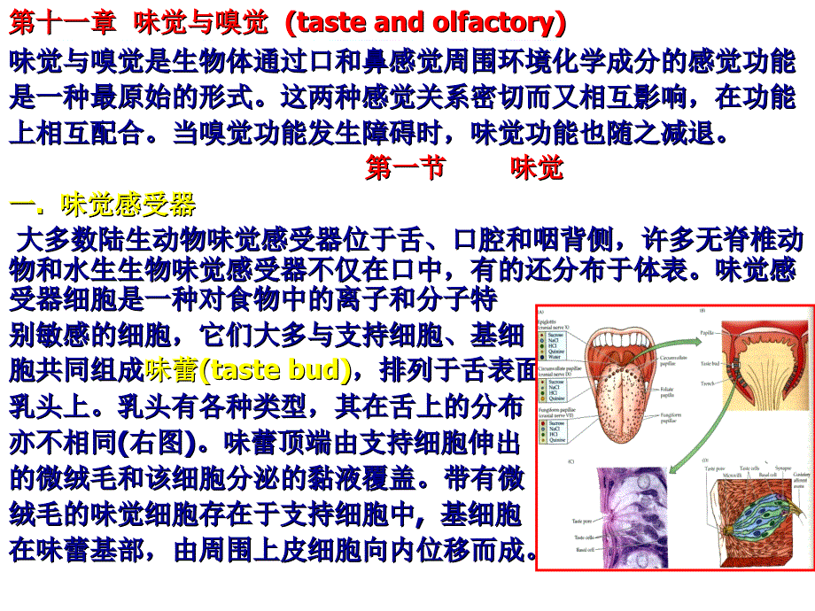 神经生物学十一章十二章十三章_第1页