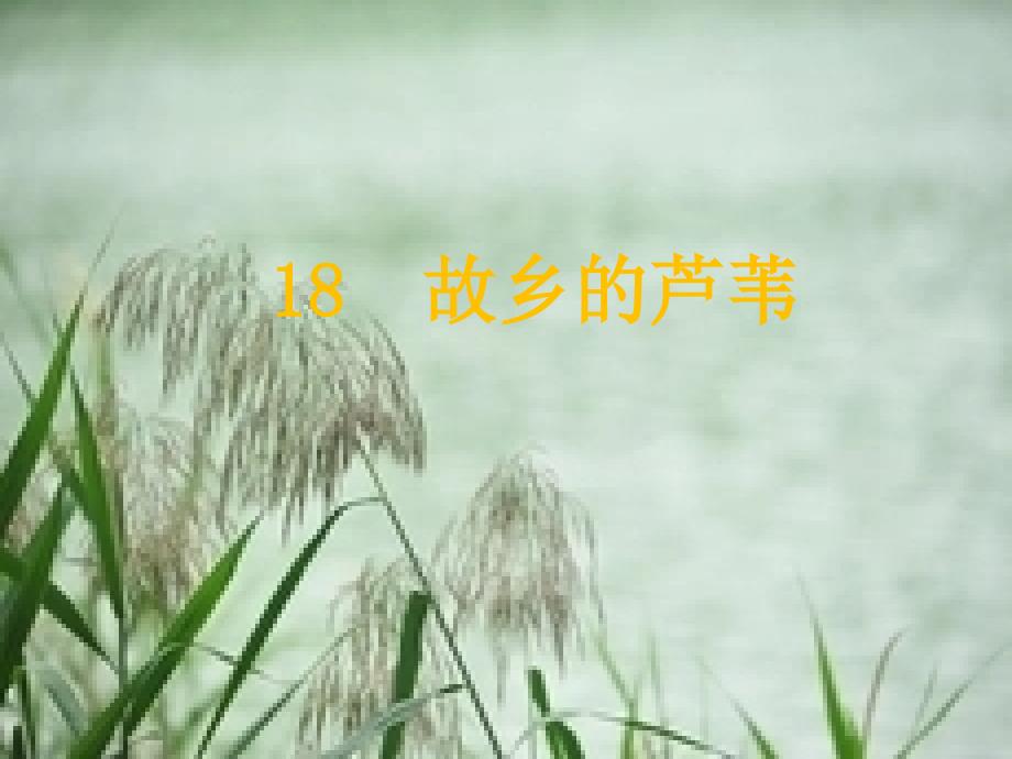 18故乡的芦苇(精品)_第1页