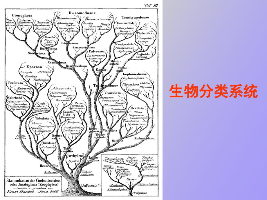 生物分类系统_第1页