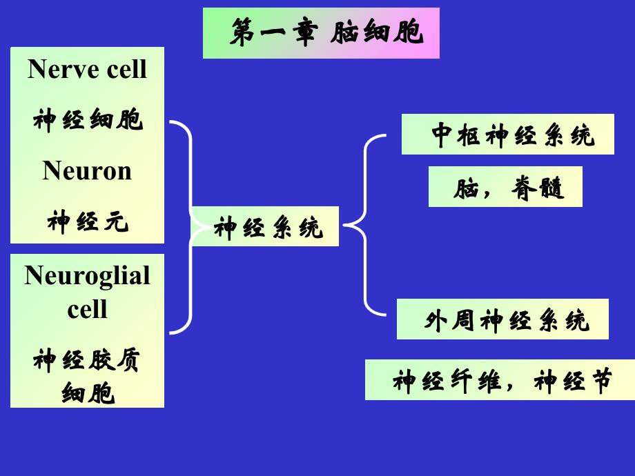 神经生物学2脑细胞_第1页