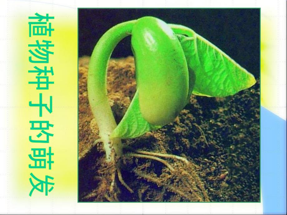 生物课件《植物种子的萌发》_第1页