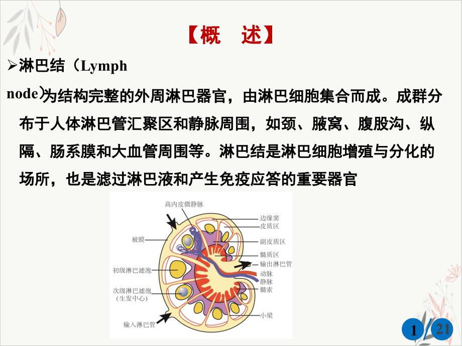 淋巴结肿大课件_第1页