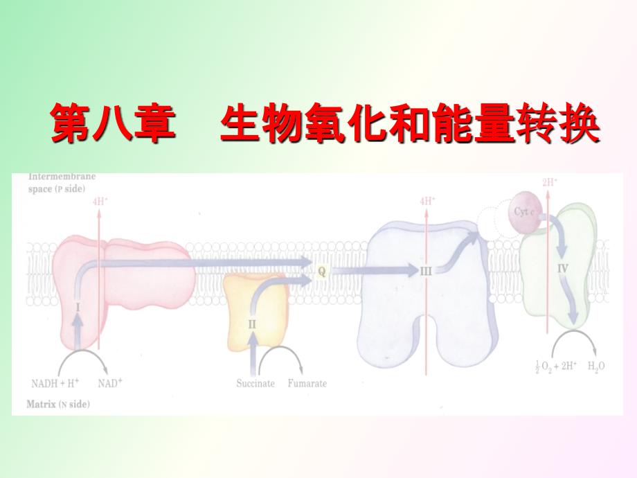 生物化学第八章生物氧化和能量转化_第1页