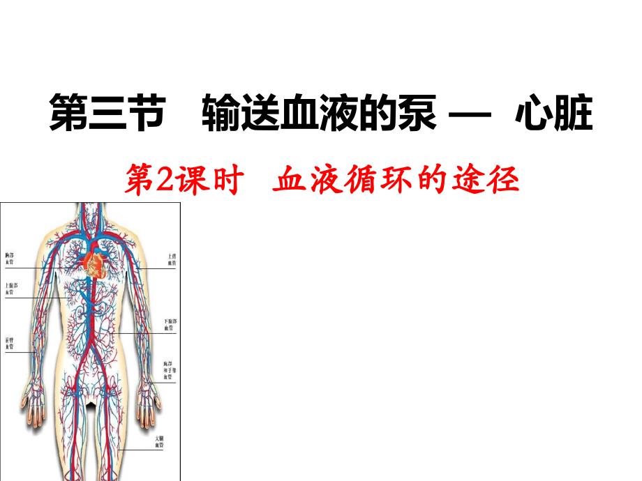 4.心脏的结构 (2)_第1页