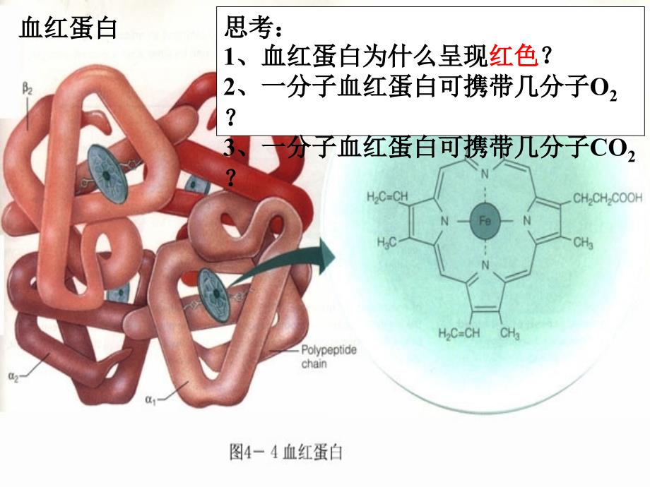 课题3　血红蛋白的提取和分离 (12)(精品)_第1页